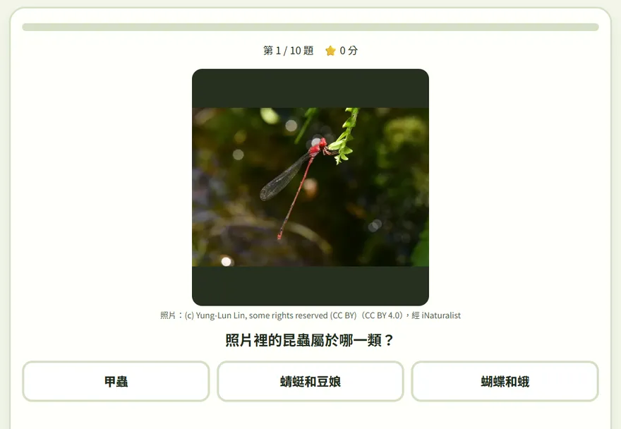 分類闖關：一張昆蟲照片，選牠是甲蟲、蝴蝶和蛾還是蜂和螞蟻