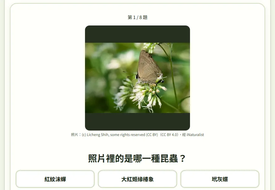 出題投影分頁：大大的昆蟲照片和選項